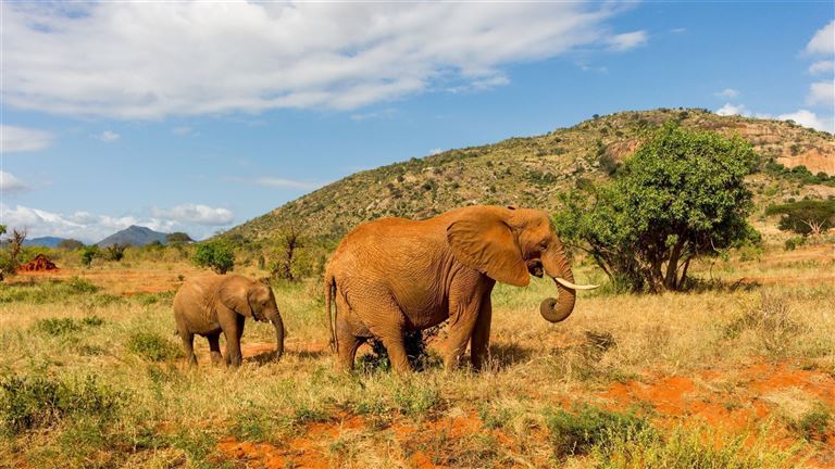 Faszination Gartenroute, Karoo und Addo ©Hanan /adobestock